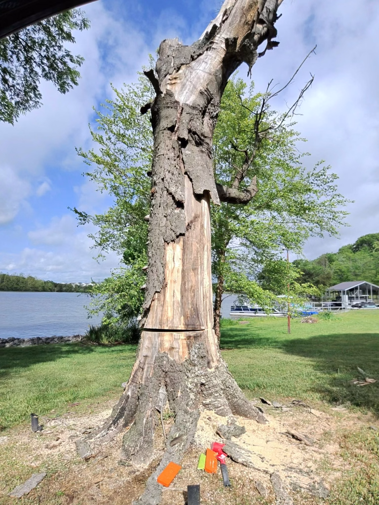 Dead tree with loose and falling bark being evaluated for structural risk.